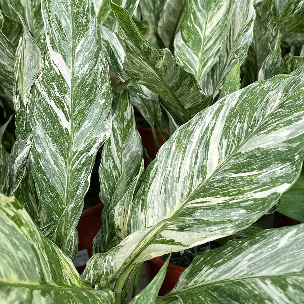 40 - 55cm Spathiphyllum Peace Lilly Variegated 14cm Pot House Plant