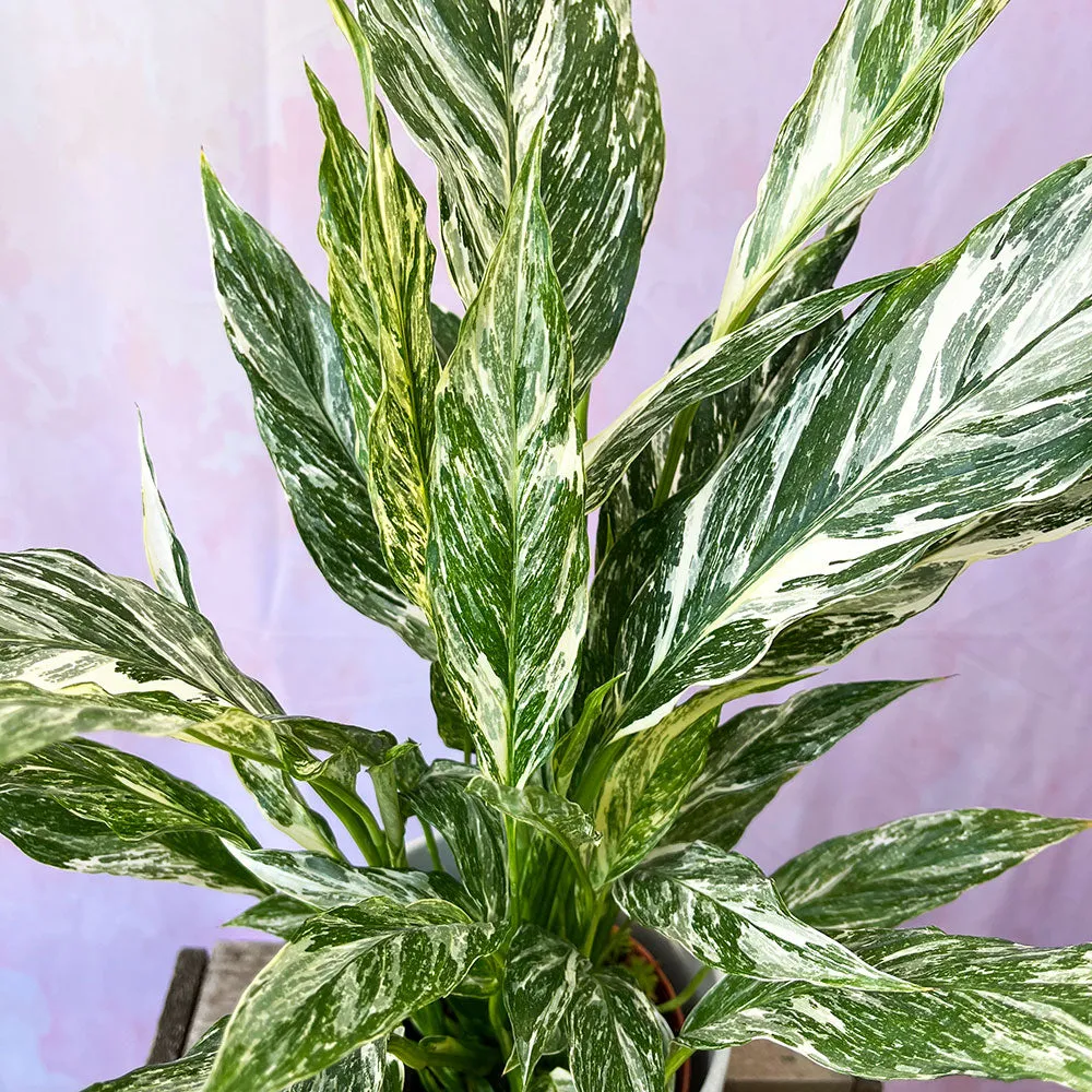 40 - 55cm Spathiphyllum Peace Lilly Variegated 14cm Pot House Plant