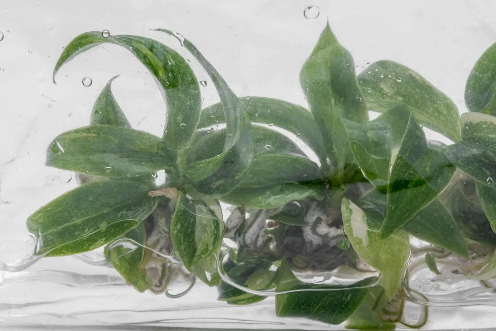 Homalomena Rubescens Variegated