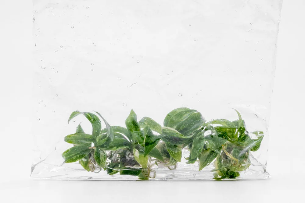 Homalomena Rubescens Variegated