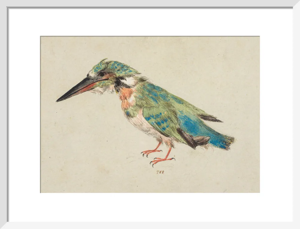 Italian School, Kingfisher