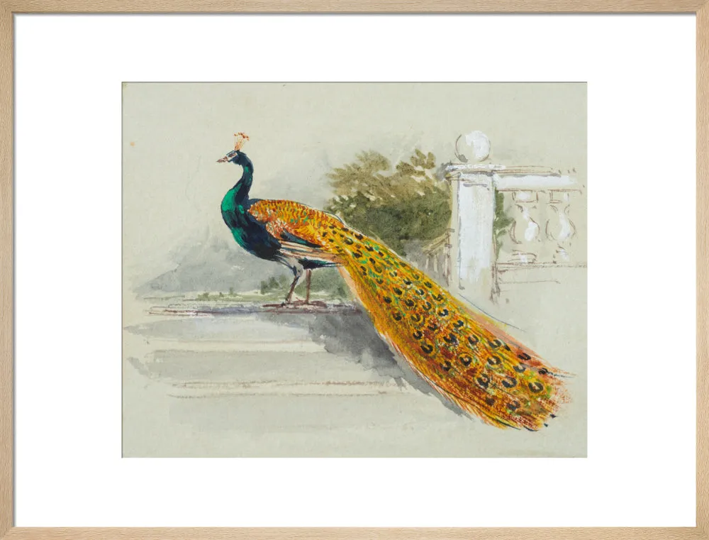 Myles Birket Foster, Peacock