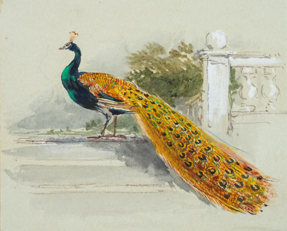 Myles Birket Foster, Peacock