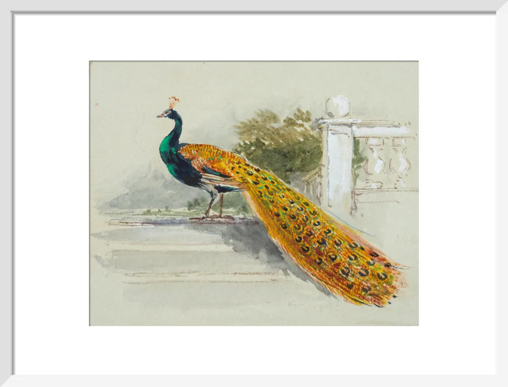 Myles Birket Foster, Peacock