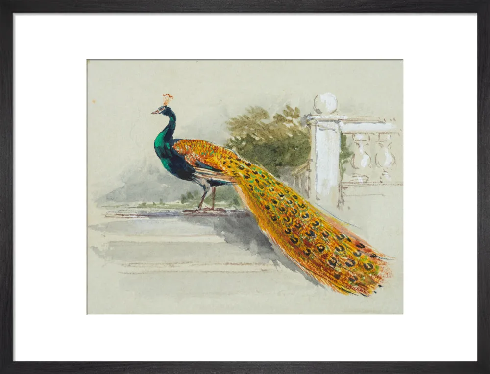 Myles Birket Foster, Peacock