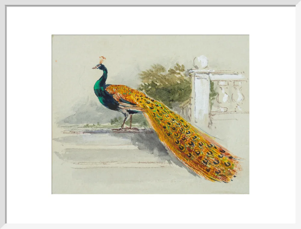 Myles Birket Foster, Peacock