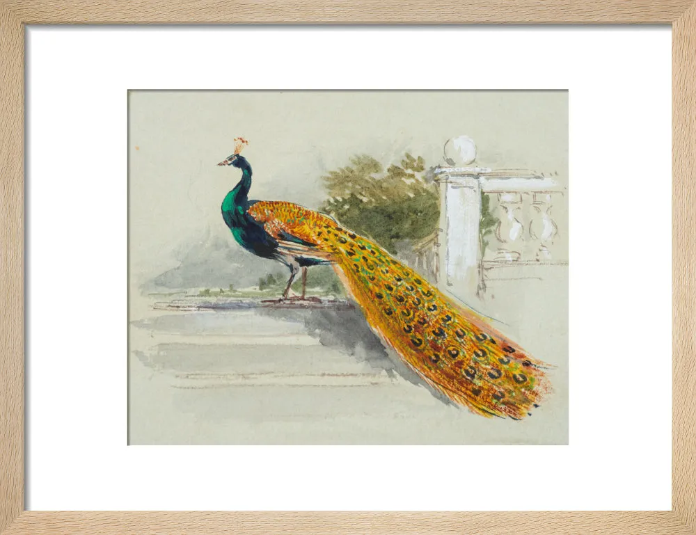 Myles Birket Foster, Peacock