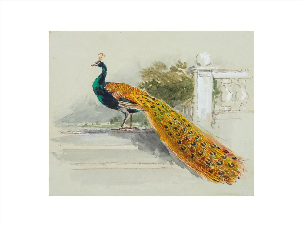 Myles Birket Foster, Peacock
