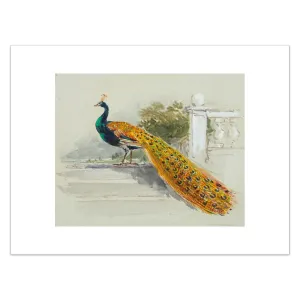 Myles Birket Foster, Peacock