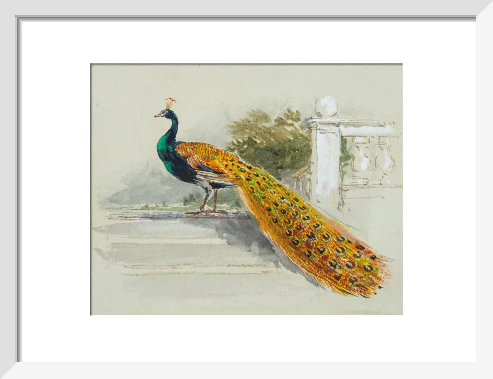 Myles Birket Foster, Peacock
