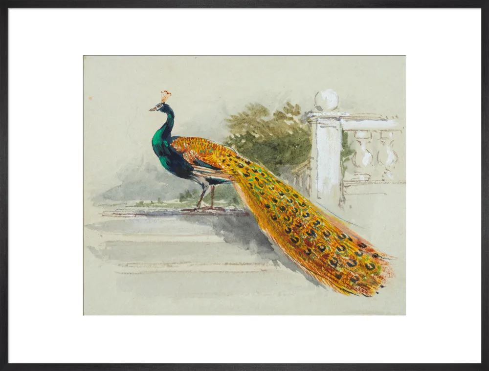 Myles Birket Foster, Peacock
