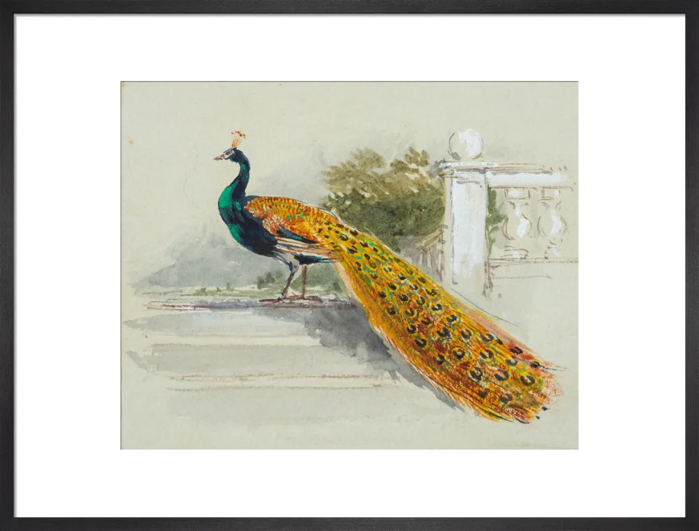 Myles Birket Foster, Peacock