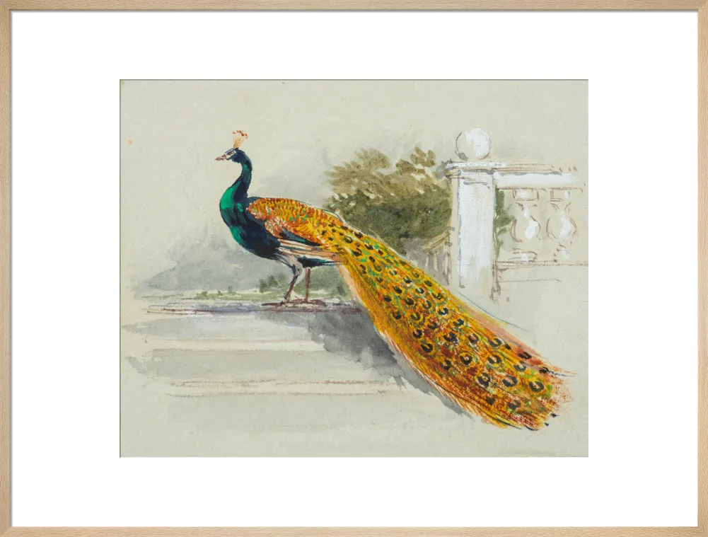 Myles Birket Foster, Peacock