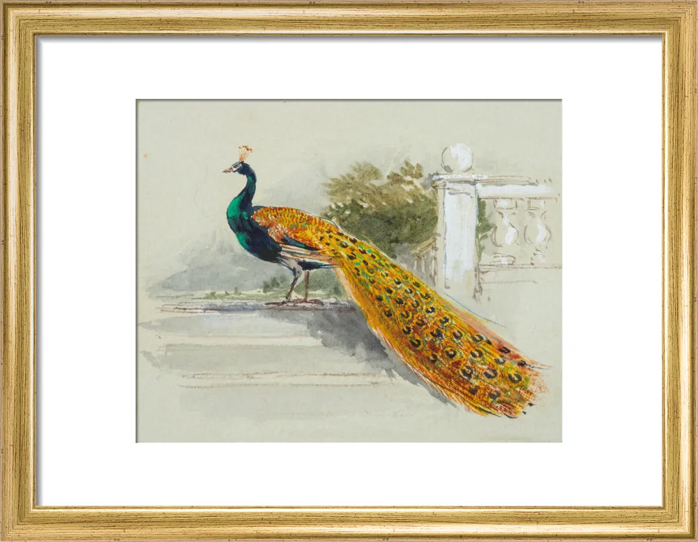 Myles Birket Foster, Peacock
