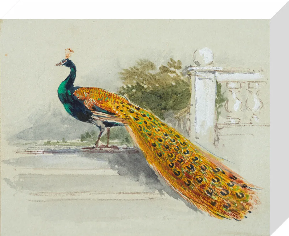 Myles Birket Foster, Peacock