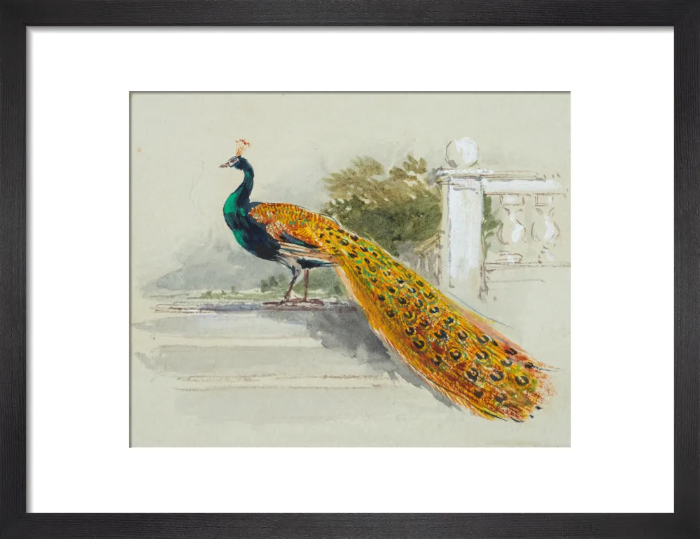 Myles Birket Foster, Peacock