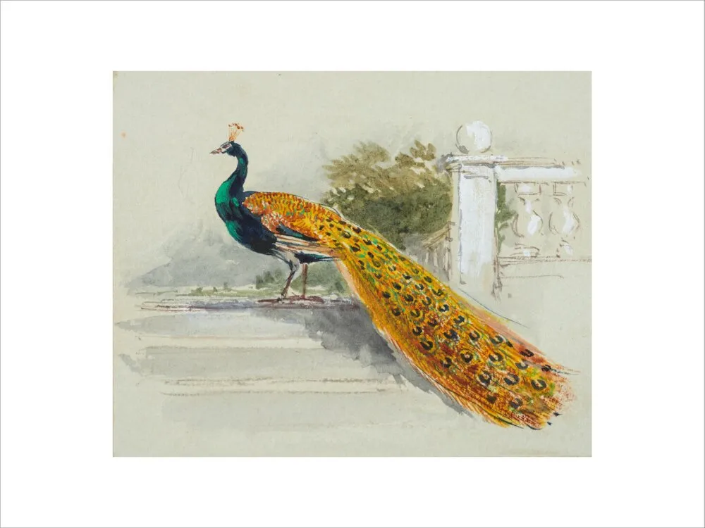 Myles Birket Foster, Peacock