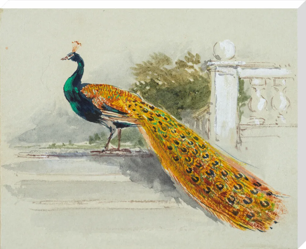 Myles Birket Foster, Peacock