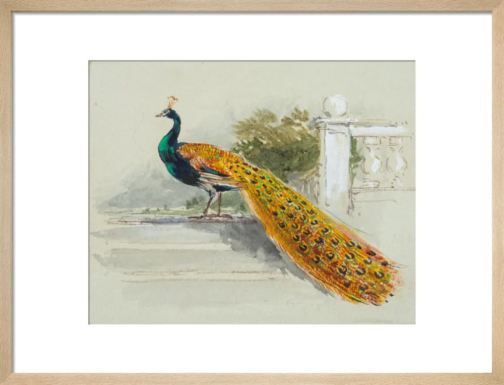 Myles Birket Foster, Peacock