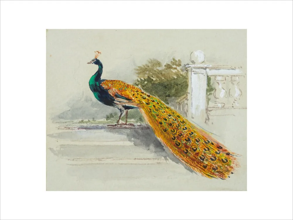 Myles Birket Foster, Peacock