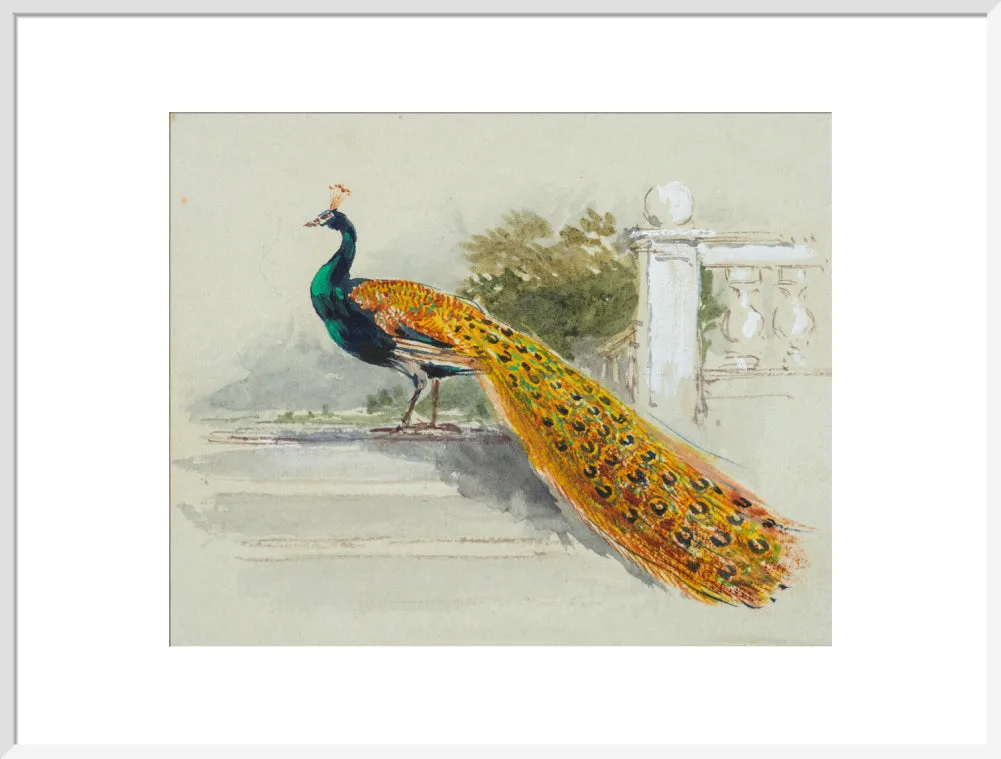 Myles Birket Foster, Peacock