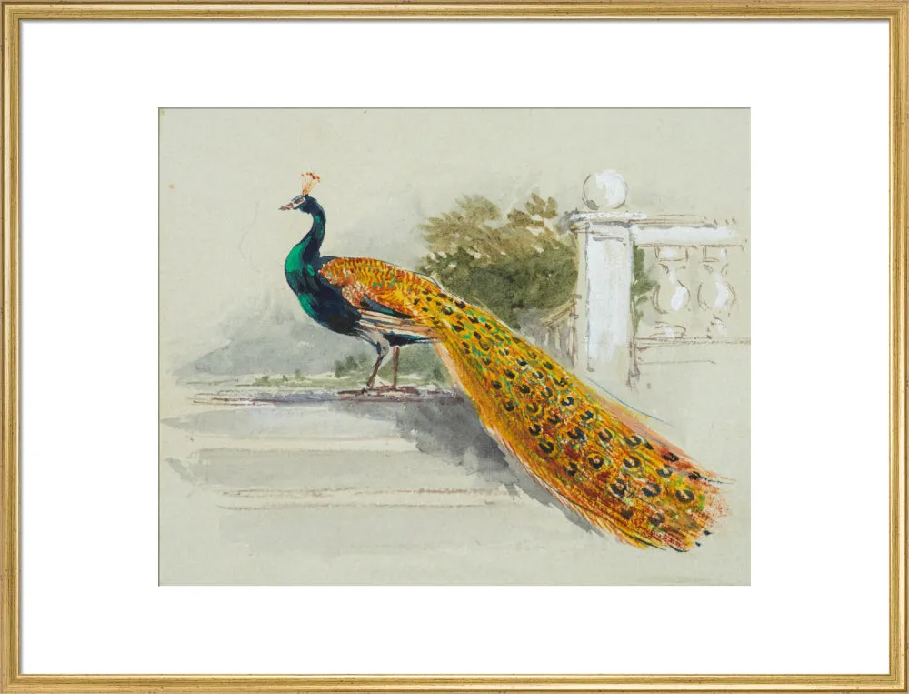 Myles Birket Foster, Peacock