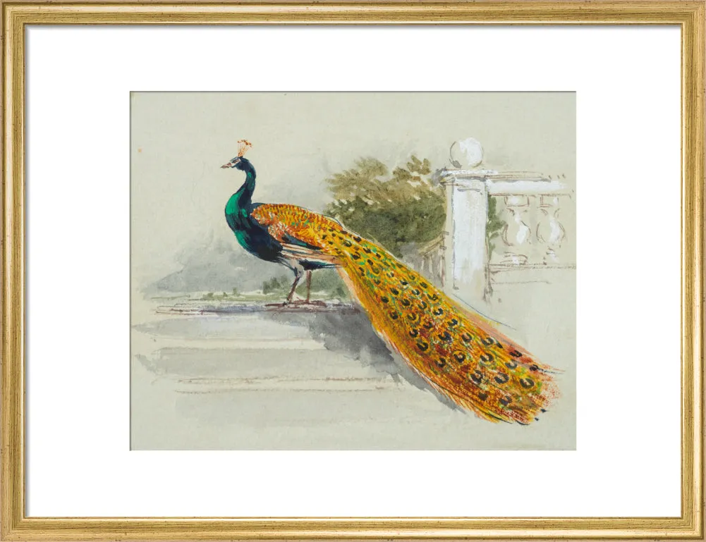 Myles Birket Foster, Peacock