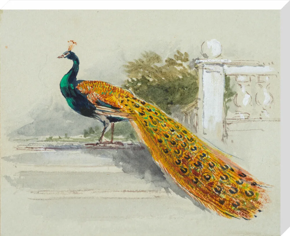 Myles Birket Foster, Peacock