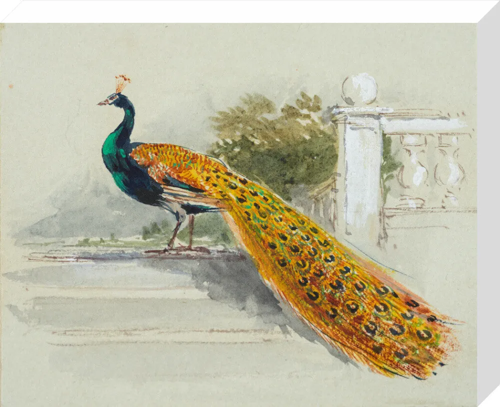Myles Birket Foster, Peacock