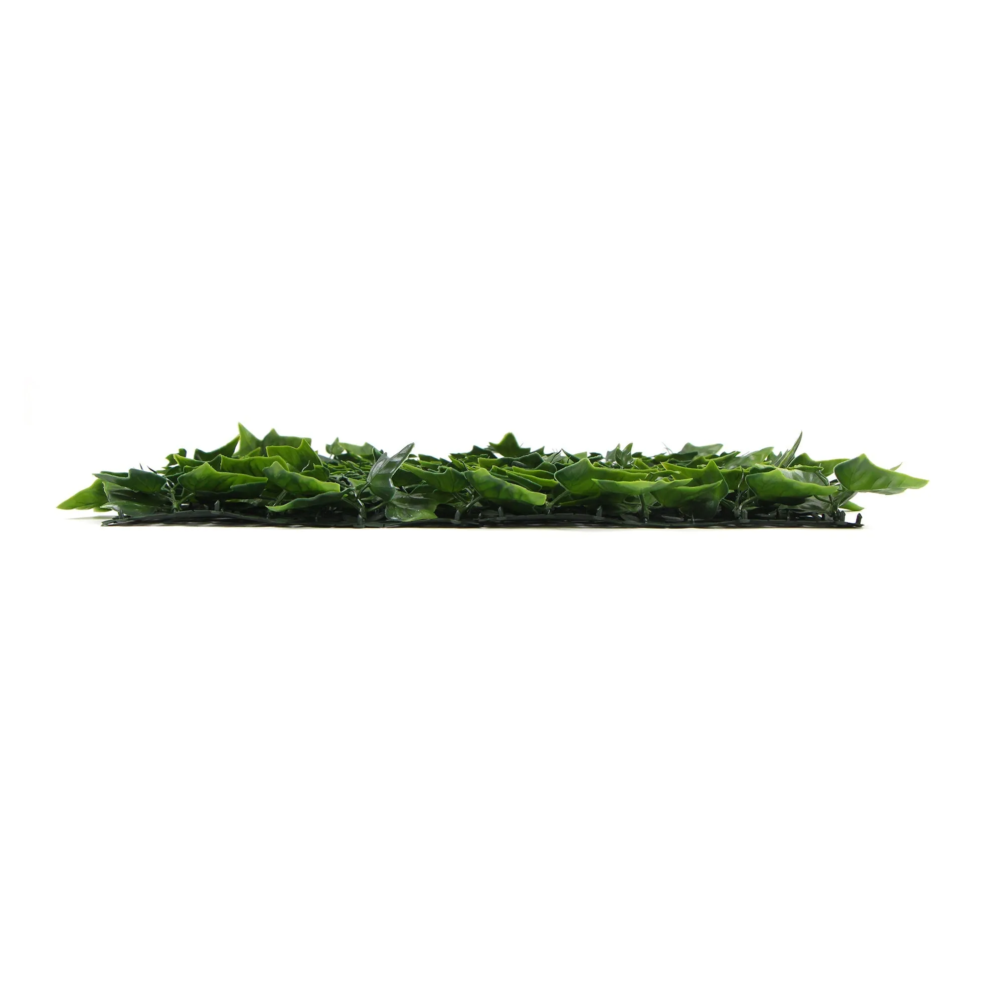 Variegated Boston Ivy Leaf Screen Green Wall Panel UV Resistant 1m X 1m (Solid Backing)